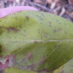 Triosteum perfoliatum 整株植物