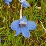 Delphinium leroyi Květ