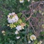 Lantana aculeata Flors