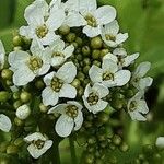 Armoracia rusticana Λουλούδι