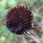 Rudbeckia triloba Fruto