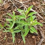 Gutenbergia boranensis Leaf