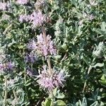 Salvia leucophylla Flower