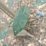 Ficus racemosa Hostoa