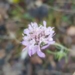 Scabiosa triandraKukka