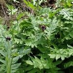 Cirsium alsophilum Leaf