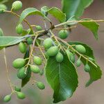 Elaeocarpus seringii Frukt