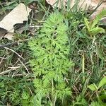 Daucus carota Blad