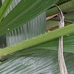 Setaria palmifolia Bark