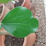 Oreopanax nymphaeifolius Hoja