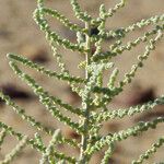 Salsola imbricata Blatt