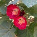 Phymosia umbellata Flower