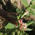 Nicotiana tabacumBlomst