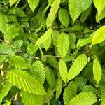 Carpinus orientalis Blad