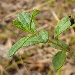 Paronychia fastigiata Blad