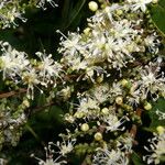 Copaifera aromatica Flower