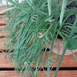 Albuca namaquensis Leaf