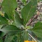 Tithonia diversifolia Φύλλο