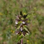Stachys arvensis Lorea