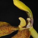 Bulbophyllum baladeanum