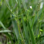 Linum catharticum অভ্যাস