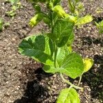 Nicotiana rustica Liść