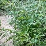 Urtica cannabina List