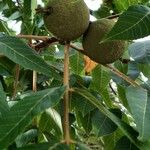 Juglans nigra Mbuma