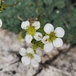 Saxifraga squarrosa Floare