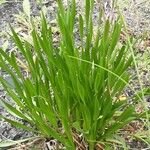 Allium angulosum Habit