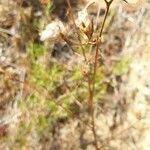 Gilia laciniata Fruto