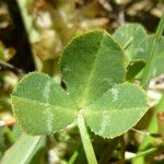 Trifolium fucatum Deilen