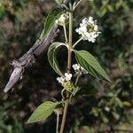 Lantana achyranthifolia Flower