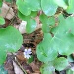 Anemone hepaticaCvet