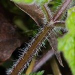 Heracleum sibiricum बार्क (छाल)