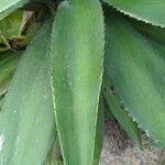 Agave decipiens Leaf