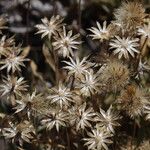Stenotus acaulis Fruto
