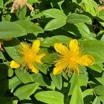 Hypericum calycinumŽiedas