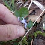 Viola rostrata Flower