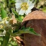 Physalis acutifolia