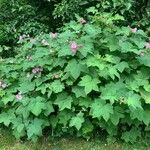 Rubus odoratus عادت داشتن