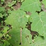 Solanum viarum Feuille