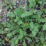 Erodium moschatum برگ