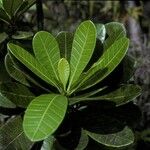 Himatanthus bracteatus Bark