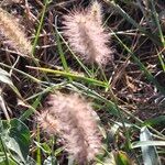 Cenchrus ciliaris Flor