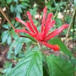 Scutellaria costaricana