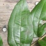 Miconia fragilis Лист