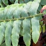 Polystichum acrostichoides ഇല