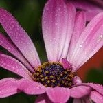 Osteospermum spp.