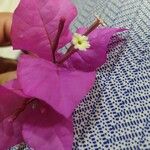 Bougainvillea spectabilisLorea